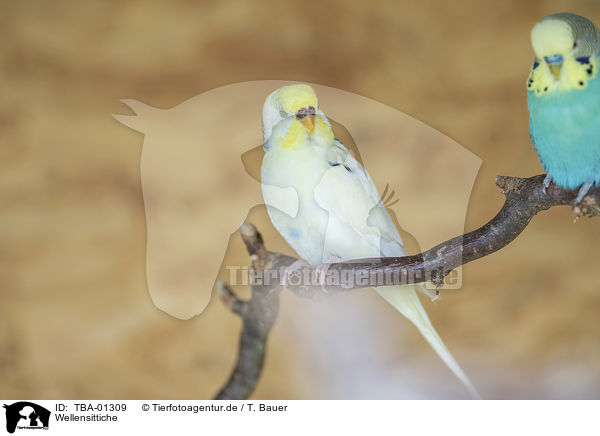 Wellensittiche / budgies / TBA-01309