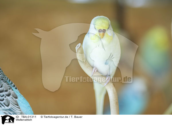 Wellensittich / TBA-01311
