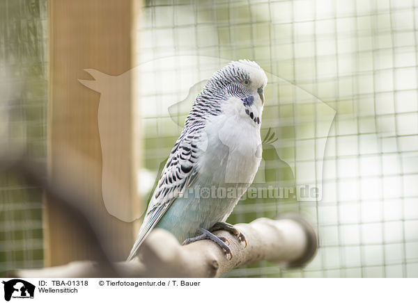 Wellensittich / budgie / TBA-01318
