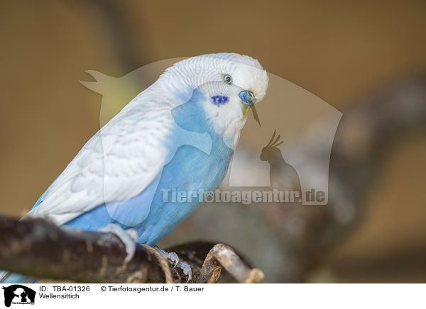 Wellensittich / budgie / TBA-01326
