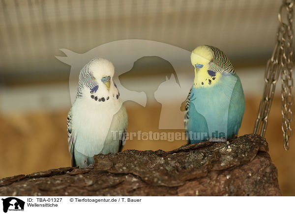 Wellensittiche / budgies / TBA-01327