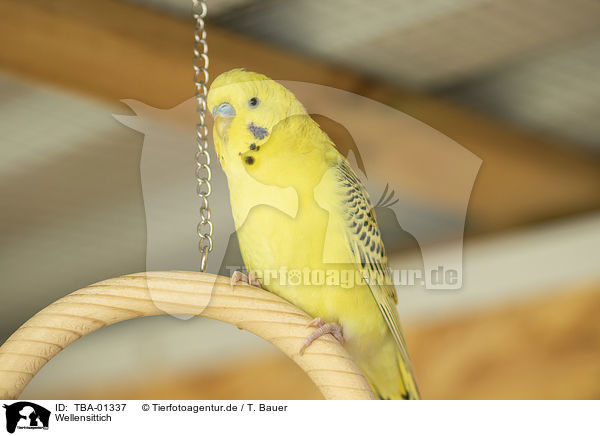 Wellensittich / budgie / TBA-01337