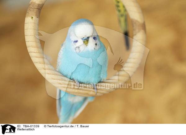 Wellensittich / budgie / TBA-01339