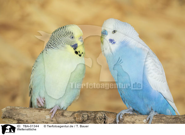 Wellensittiche / budgies / TBA-01344