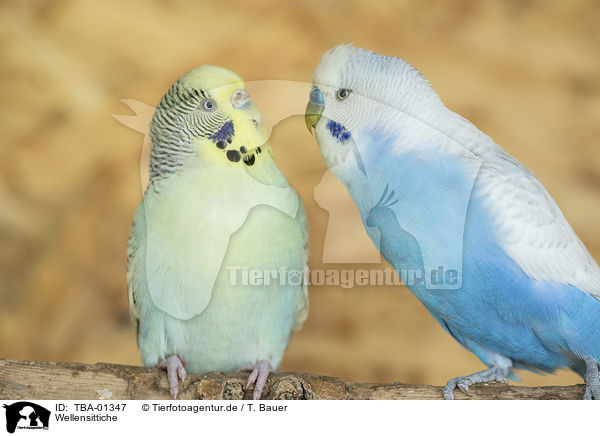 Wellensittiche / budgies / TBA-01347