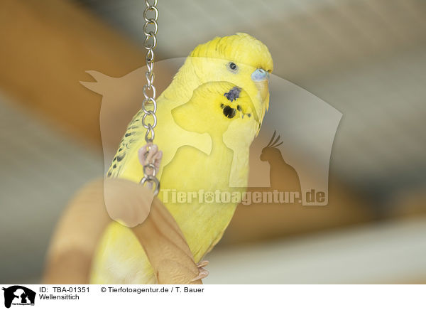 Wellensittich / budgie / TBA-01351