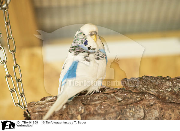 Wellensittich / budgie / TBA-01359