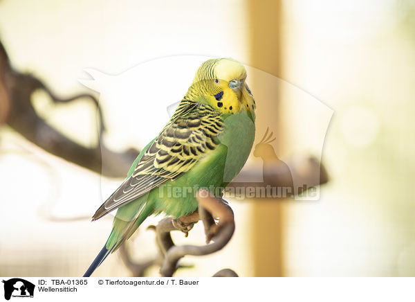 Wellensittich / budgie / TBA-01365