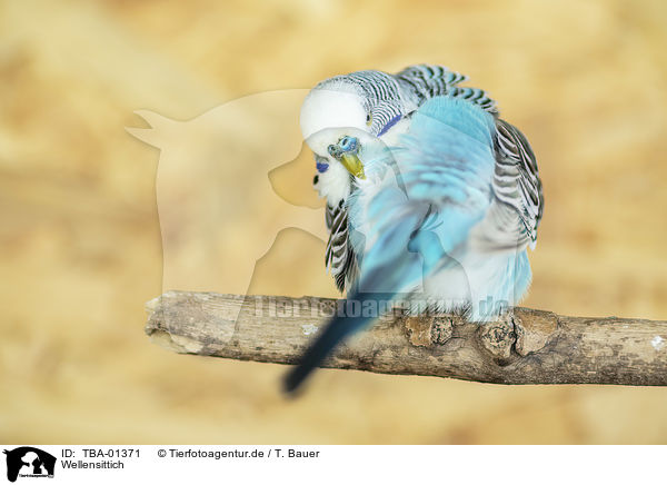 Wellensittich / budgie / TBA-01371
