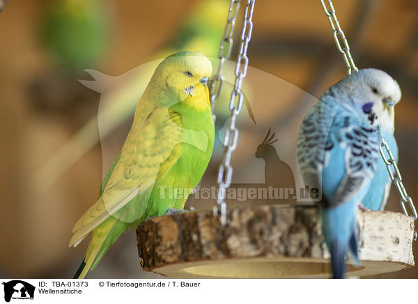 Wellensittiche / budgies / TBA-01373
