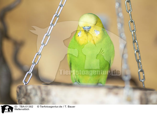 Wellensittich / budgie / TBA-01382