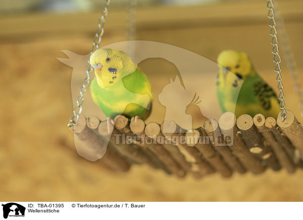 Wellensittiche / budgies / TBA-01395