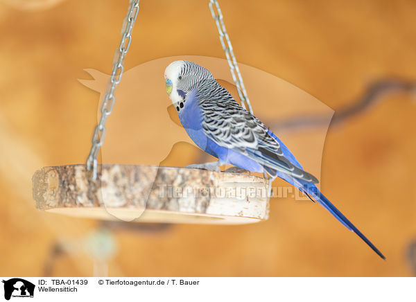 Wellensittich / budgie / TBA-01439