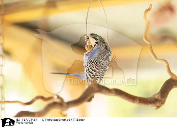 Wellensittich / budgie / TBA-01464