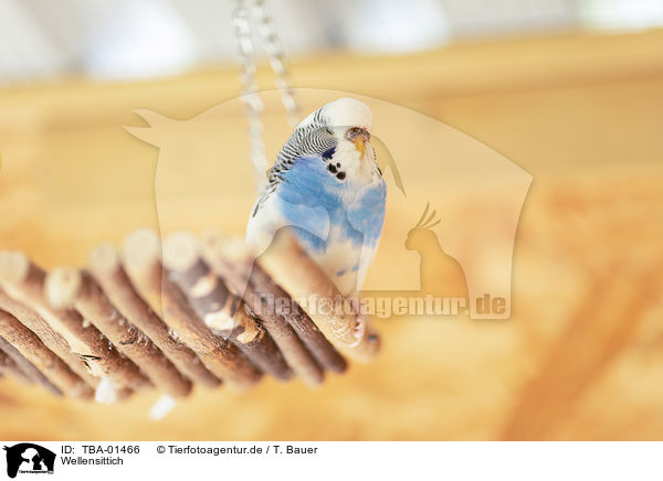 Wellensittich / budgie / TBA-01466