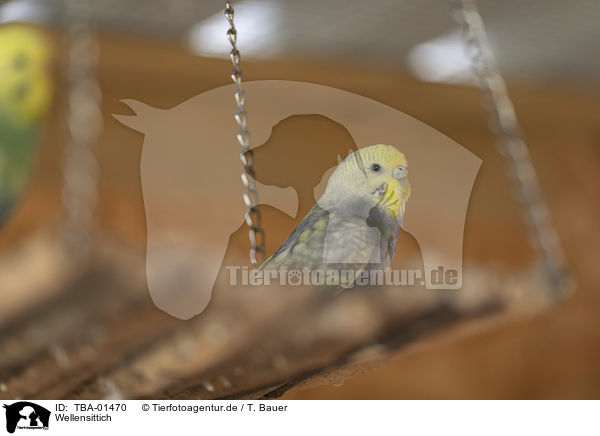 Wellensittich / budgie / TBA-01470