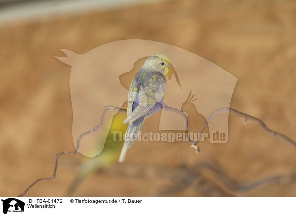 Wellensittich / budgie / TBA-01472
