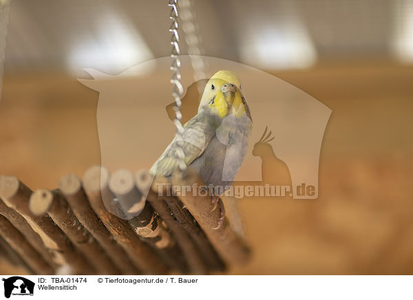 Wellensittich / budgie / TBA-01474