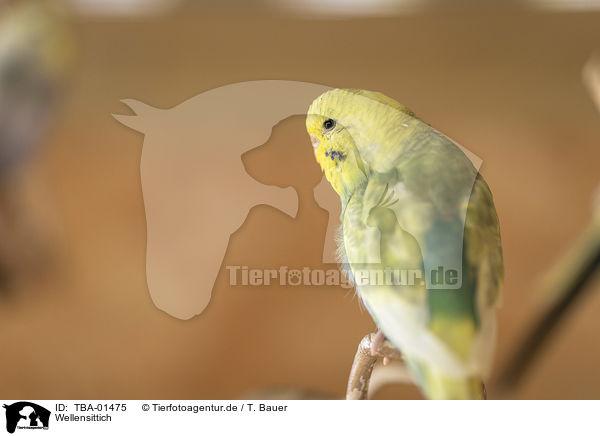 Wellensittich / budgie / TBA-01475