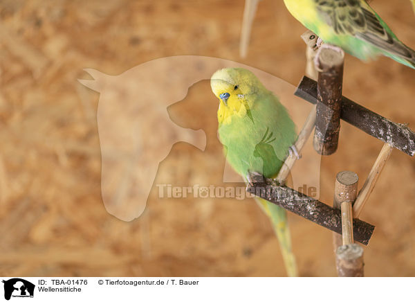 Wellensittiche / budgies / TBA-01476