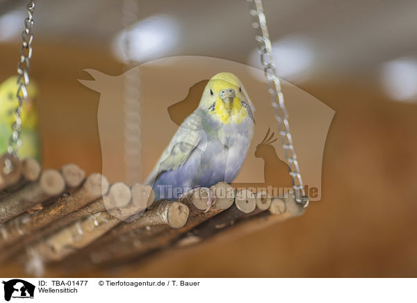 Wellensittich / budgie / TBA-01477