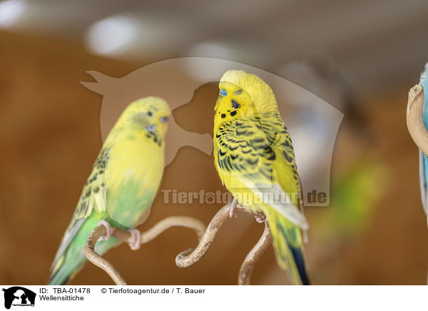 Wellensittiche / budgies / TBA-01478