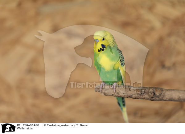 Wellensittich / budgie / TBA-01480