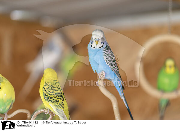 Wellensittiche / budgies / TBA-01482