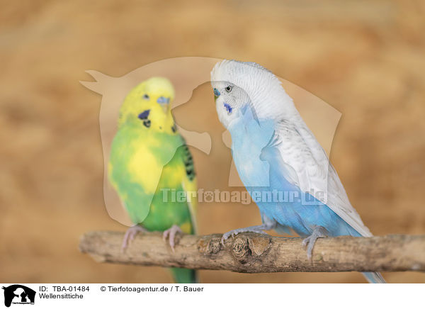 Wellensittiche / budgies / TBA-01484