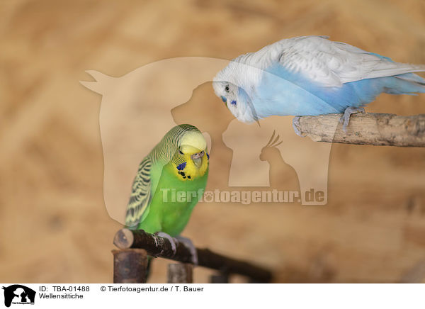 Wellensittiche / budgies / TBA-01488