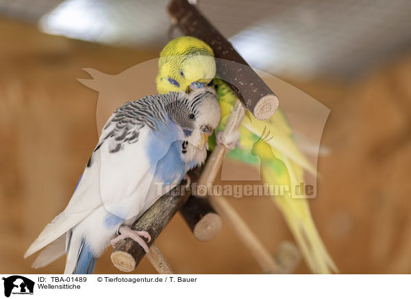 Wellensittiche / budgies / TBA-01489