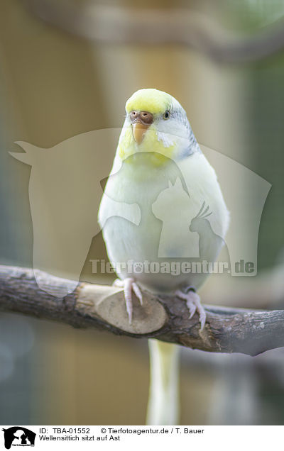 Wellensittich sitzt auf Ast / Budgerigar sitting on branch / TBA-01552