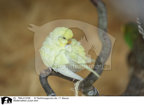 Wellensittich putzt sich / Budgerigar preening / TBA-01556
