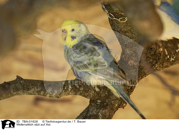 Wellensittich sitzt auf Ast / Budgerigar sitting on branch / TBA-01628