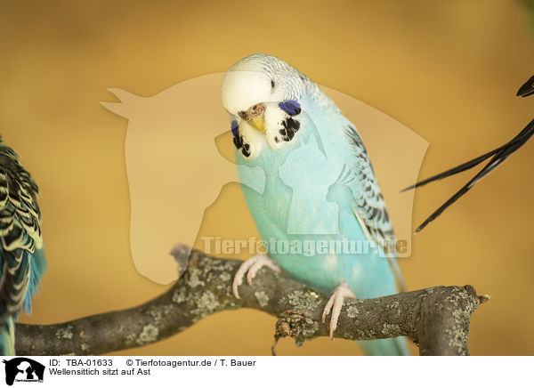 Wellensittich sitzt auf Ast / Budgerigar sitting on branch / TBA-01633