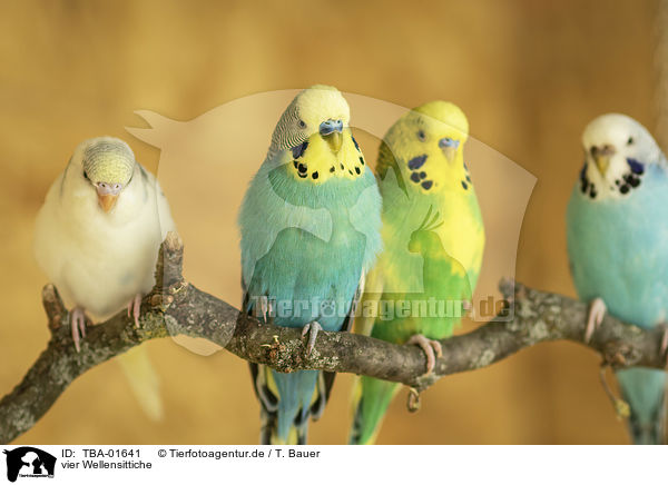 vier Wellensittiche / four budgies / TBA-01641