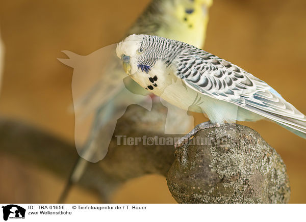 zwei Wellensittiche / two budgies / TBA-01656