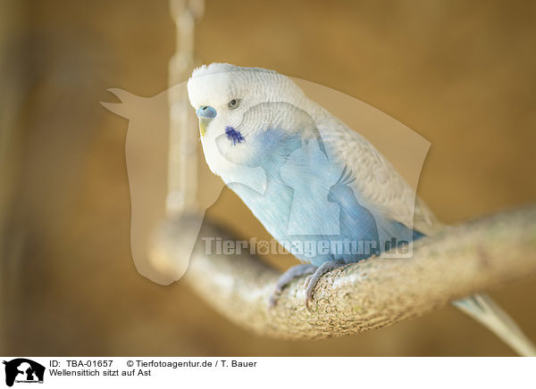 Wellensittich sitzt auf Ast / Budgerigar sitting on branch / TBA-01657