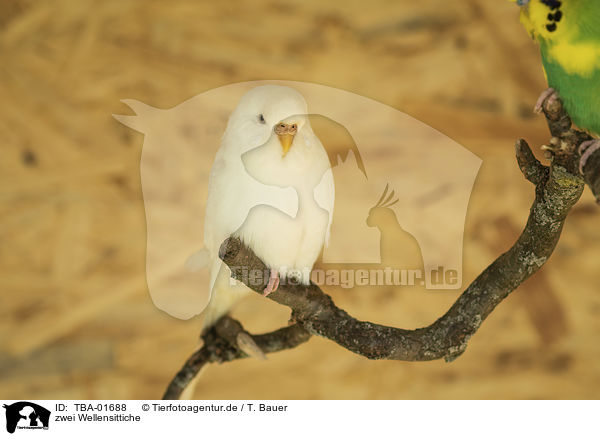 zwei Wellensittiche / two budgies / TBA-01688