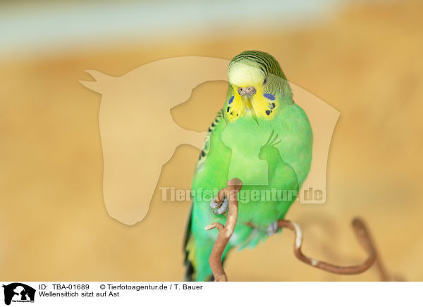Wellensittich sitzt auf Ast / Budgerigar sitting on branch / TBA-01689