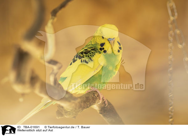 Wellensittich sitzt auf Ast / Budgerigar sitting on branch / TBA-01691