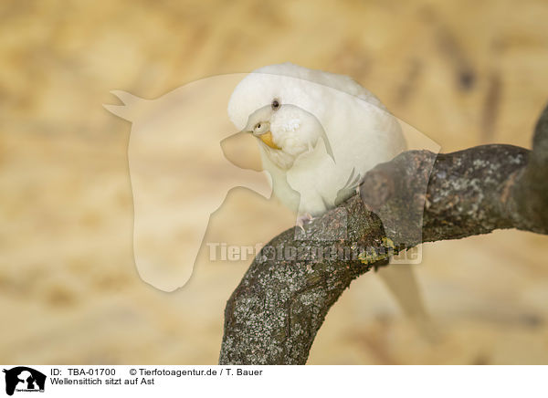 Wellensittich sitzt auf Ast / Budgerigar sitting on branch / TBA-01700