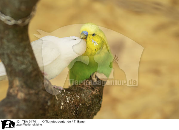 zwei Wellensittiche / two budgies / TBA-01701