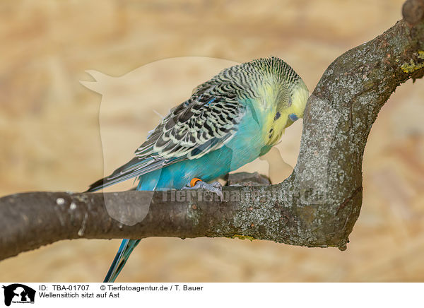 Wellensittich sitzt auf Ast / Budgerigar sitting on branch / TBA-01707