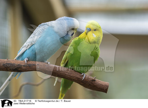 zwei Wellensittiche / two budgies / TBA-01716