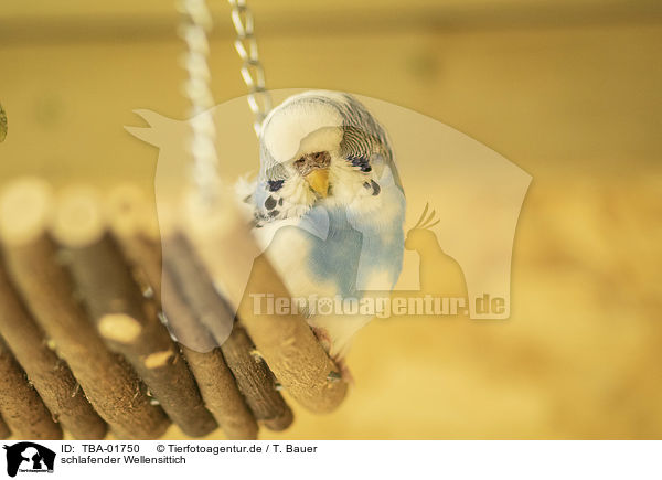 schlafender Wellensittich / sleeping budgie / TBA-01750