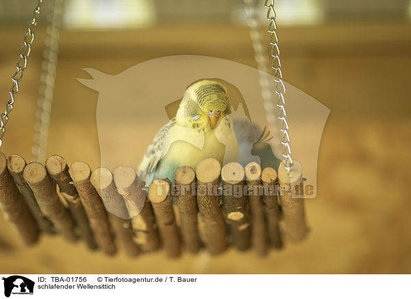 schlafender Wellensittich / sleeping budgie / TBA-01756