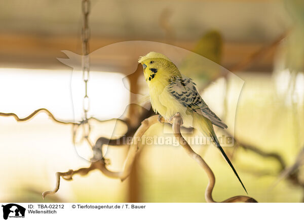 Wellensittich / budgie / TBA-02212