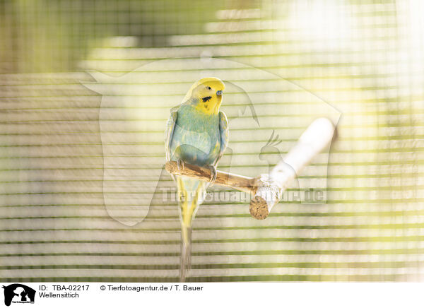 Wellensittich / budgie / TBA-02217