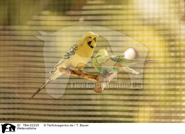 Wellensittiche / budgies / TBA-02225